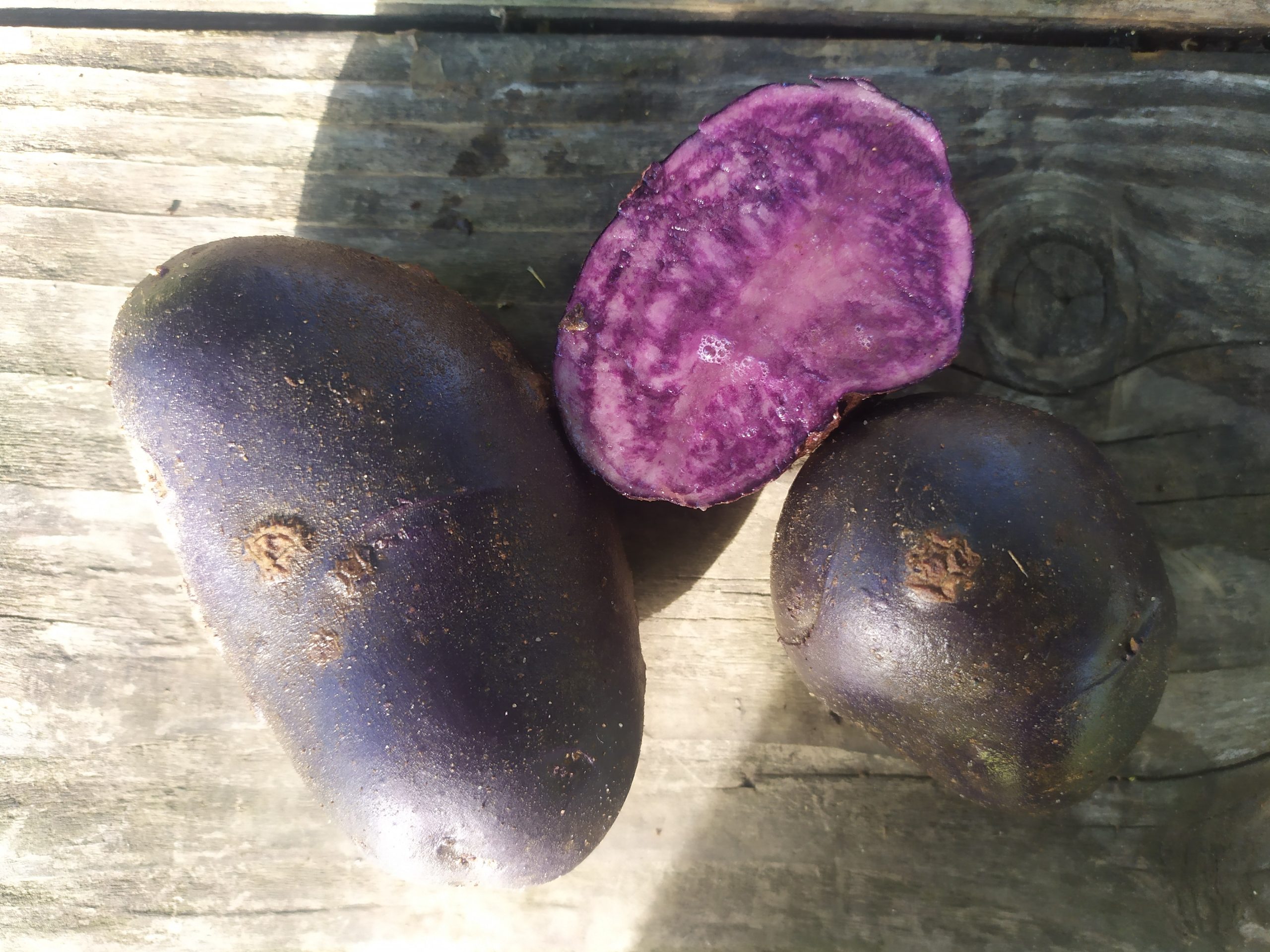 Картофель Солоха