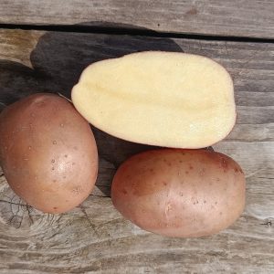 Картофель "Красавік" (Красавик, Апрель)