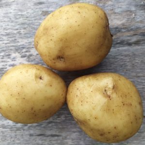 Картофель "Лилея"