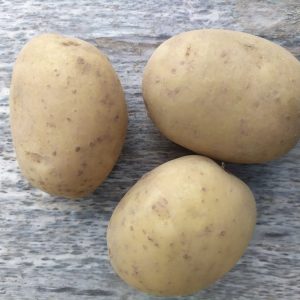 Картофель "Мастак"