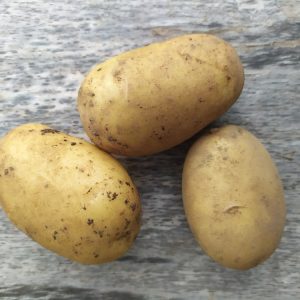 Картофель "Умка"