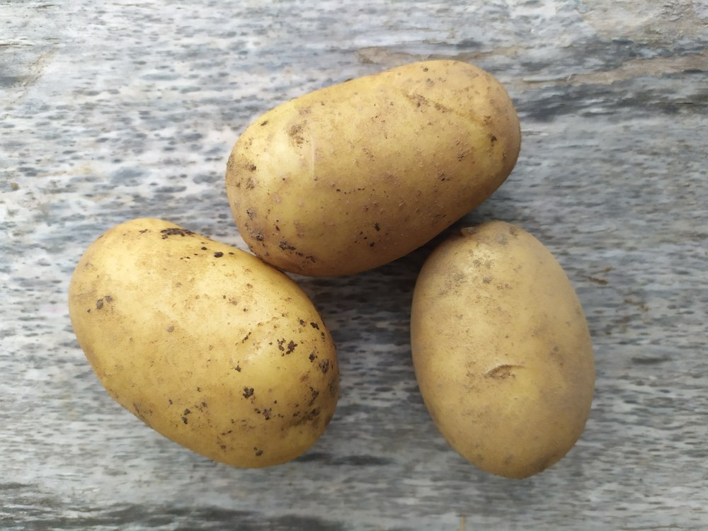 Картофель "Умка"