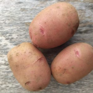 Картофель "Вектар"