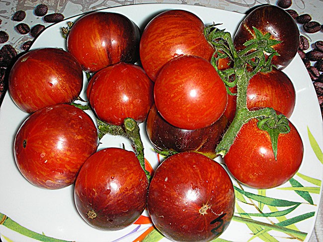 Томат Полосатый Анто (Dwarf Striped Antho)