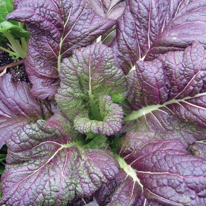 Горчица салатная краснолистная