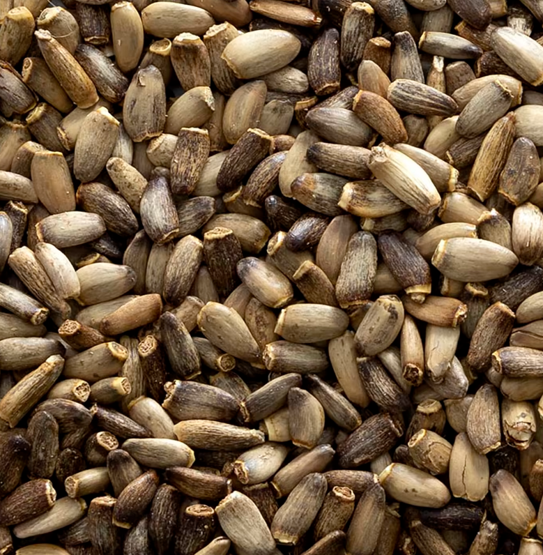 Расторопша пятнистая — изображение 2