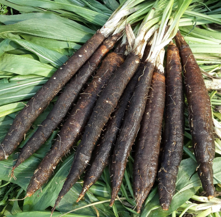 Скорцонера испанская (козелец, черный корень)