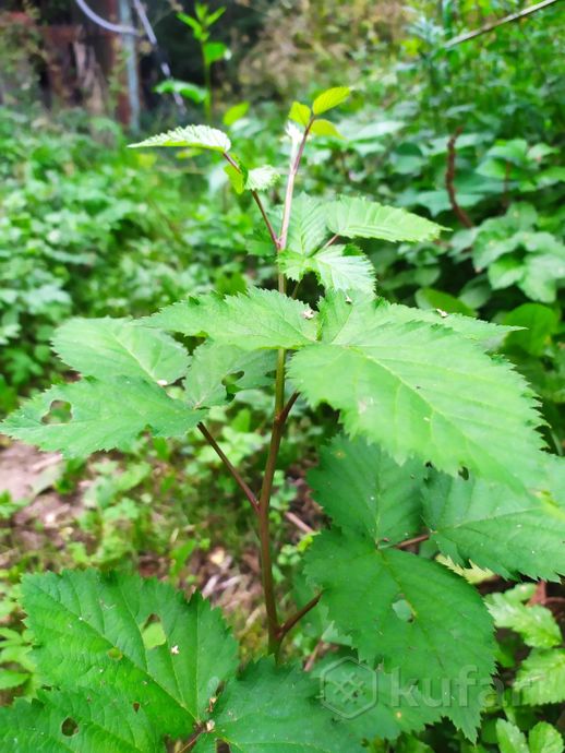 Ежевика бесшипная Натчез (Natchez) — изображение 2