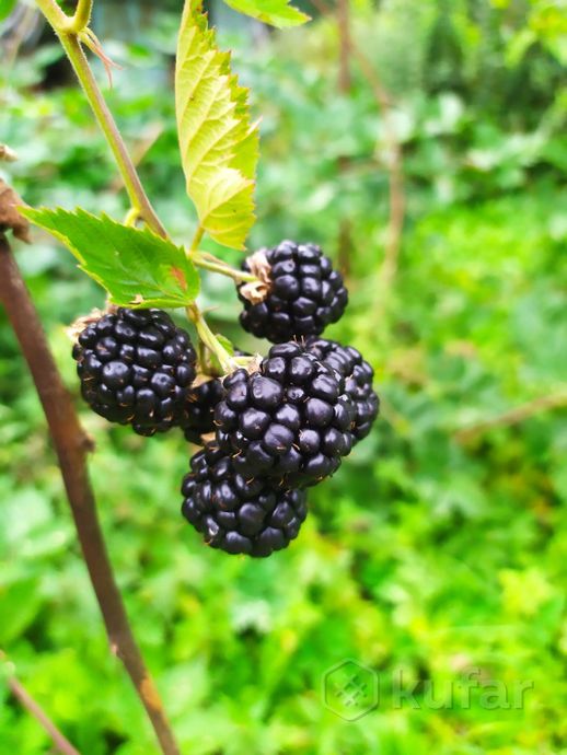 Ежевика бесшипная Натчез (Natchez)