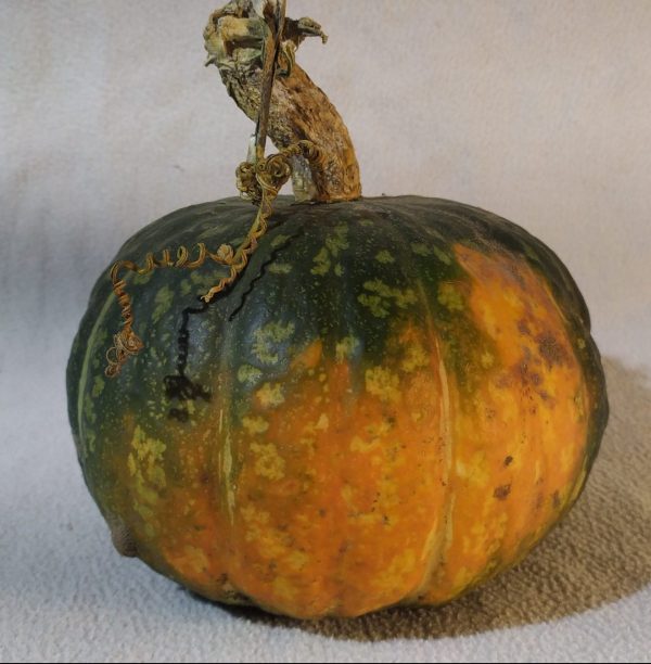 Тыква Кабоча зеленая (Green Kabocha)