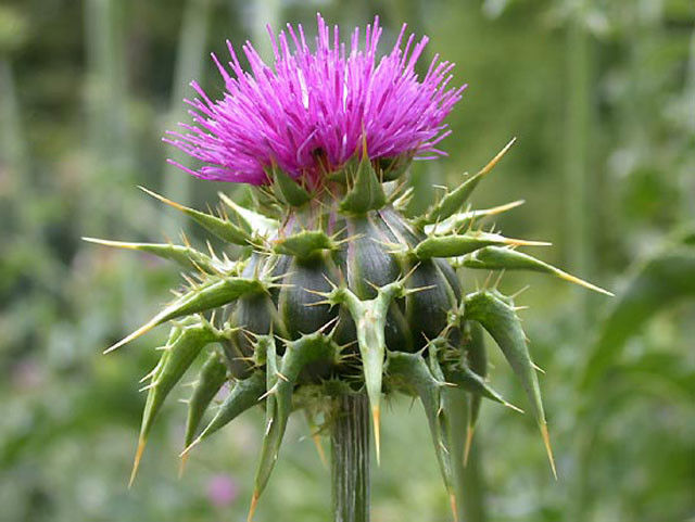 Расторопша пятнистая