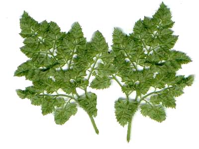 Кервель ажурный — изображение 2