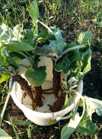 Лопух гобо овощной японский Сaмypaй — изображение 3