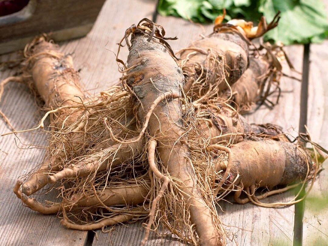 Овсяный корень (Устричный корешок)