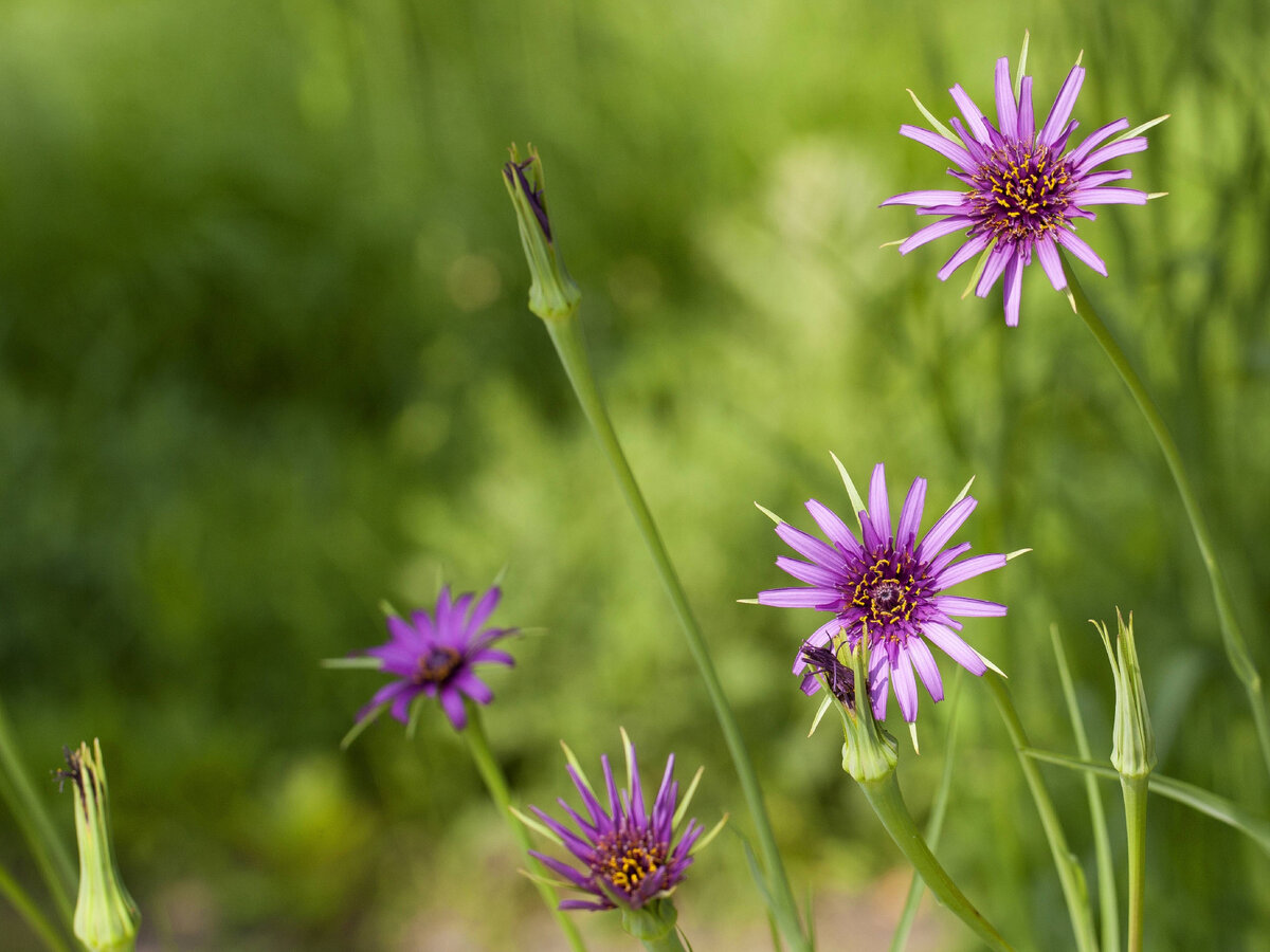 Овсяный корень (Устричный корешок) — изображение 2