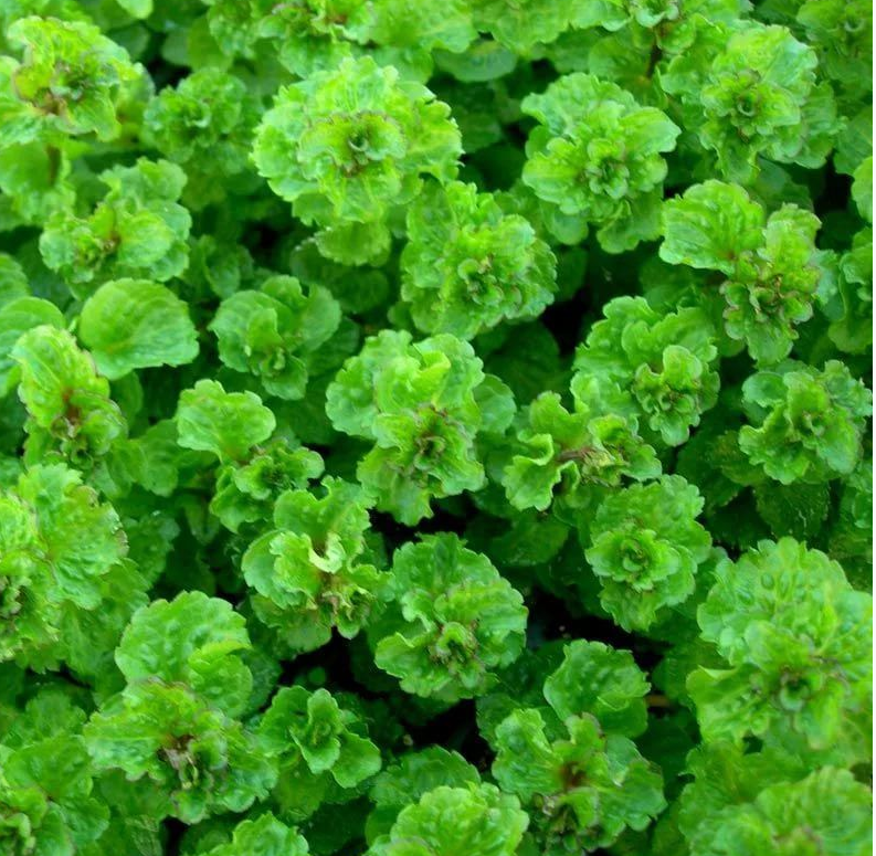 мята курчавая