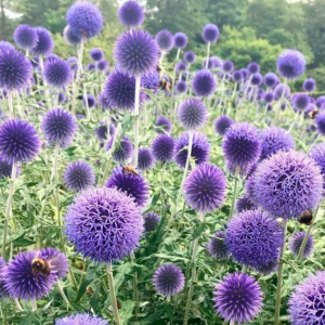 Мордовник обыкновенный (семена)