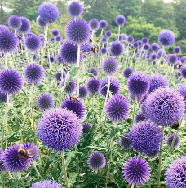 Мордовник обыкновенный (Echinops ritro)