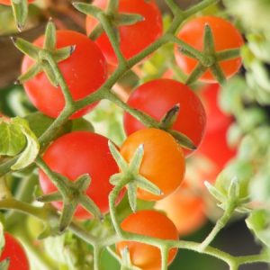 Помидор дикий Lycopersicon pimpinellifolium