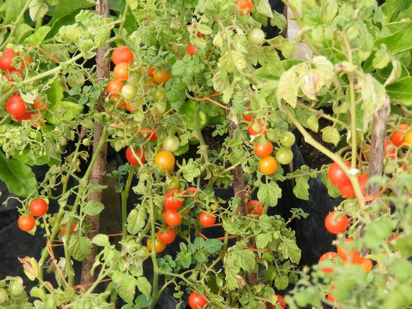 Помидор дикий Lycopersicon pimpinellifolium — изображение 4