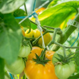 Томат Blazing beauty dwarf (Пылающая красота)