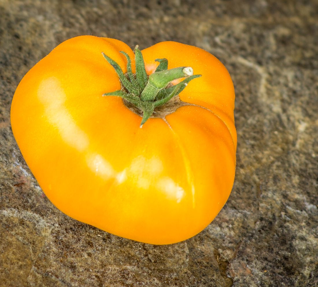 Томат Blazing beauty dwarf (Пылающая красота) — изображение 2