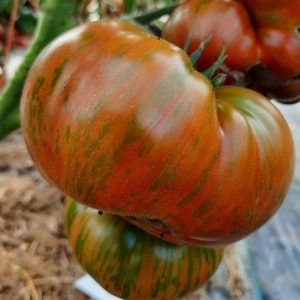 Гном Мятные полоски (Dwarf Peppermint Stripes)