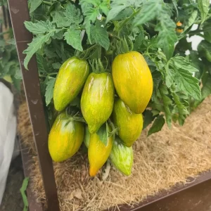 Томат Дерзкая Мэри (Dwarf Saucy Mary)