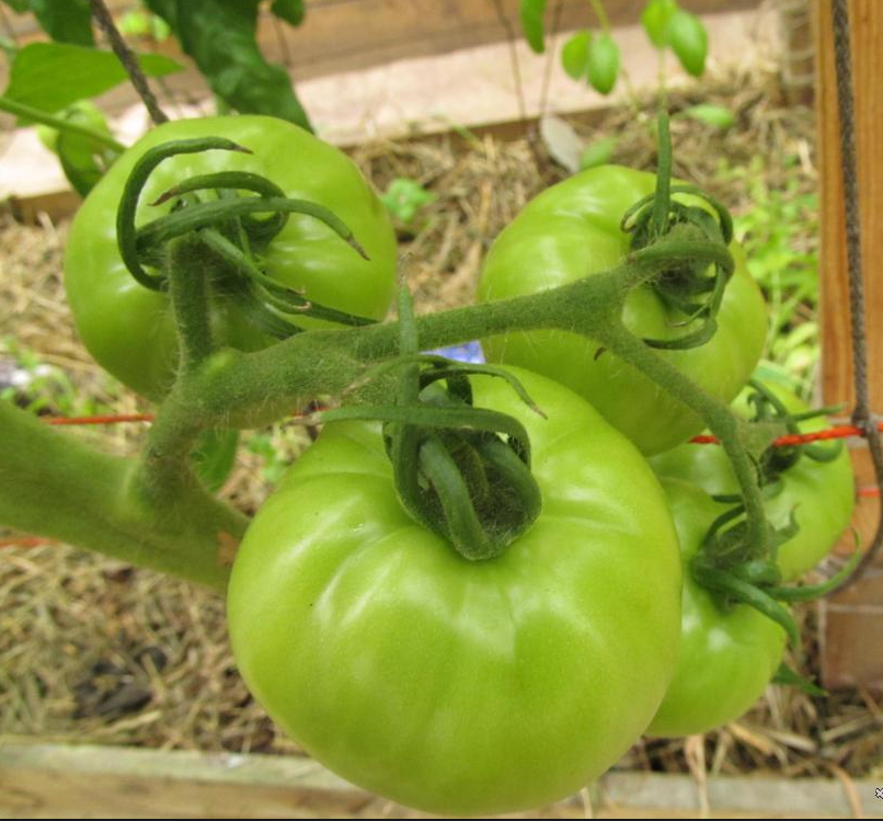 Томат Медово-Сахарный — изображение 3