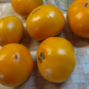 Томат Медово-Сахарный