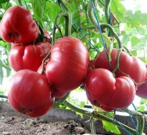 Томат Малиновый слон