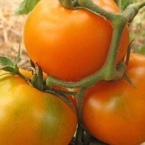 Томат «Монастырская трапеза»