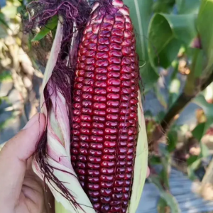 Кукуруза Красная жемчужина (Red Pearl)