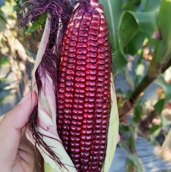 Кукуруза Красная жемчужина (Red Pearl)