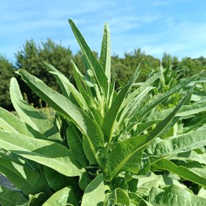 А Чой - Тайваньский Мечелистный Салат Yu Mai Tsai