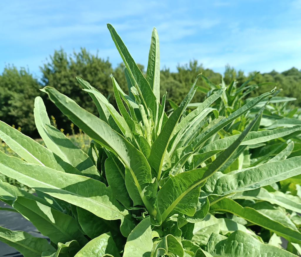 А Чой - Тайваньский Мечелистный Салат Yu Mai Tsai