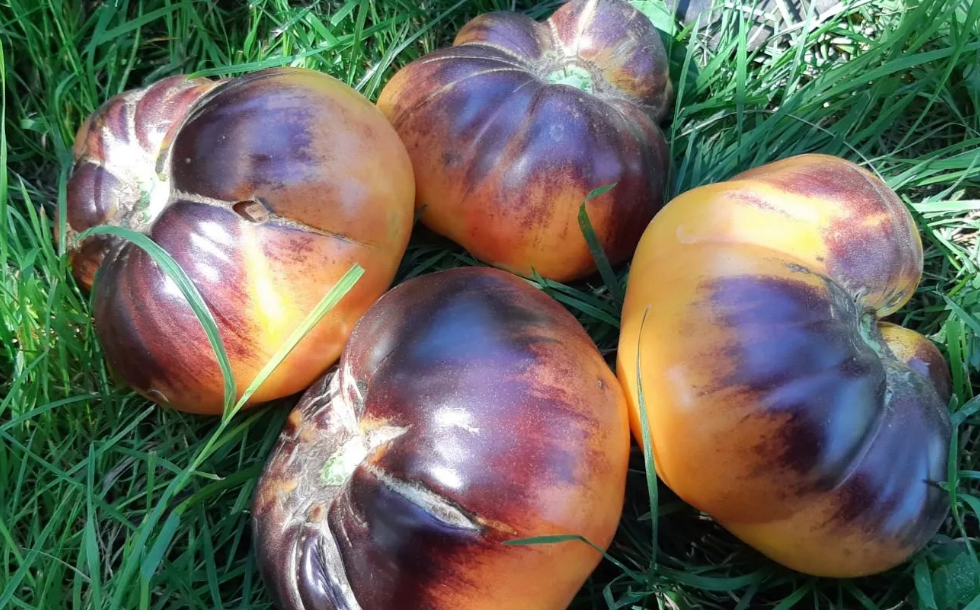 Томат Послеобеденный восторг (Afternoon Deligh) — изображение 2