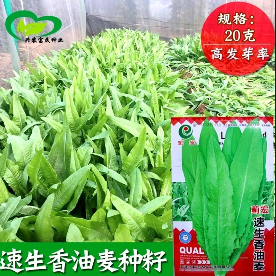 А Чой - Тайваньский Мечелистный Салат Yu Mai Tsai — изображение 2