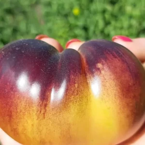 Томат Послеобеденный восторг (Afternoon Deligh)