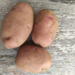 Картофель "Здабытак"