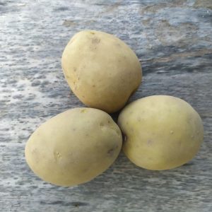 Картофель Рагнеда