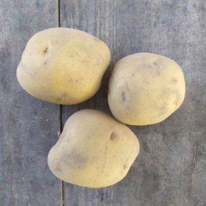 Картофель Ветразь