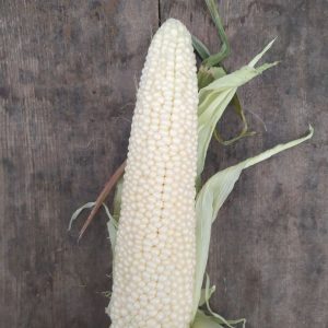 Белая кукуруза Деревенский джентльмен (Country Gentleman)