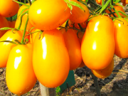 Томат Минусинские лимончики