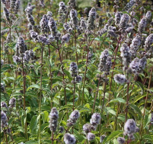 Мята Швейцарская (Швейцарский лимон) Саженец — изображение 3