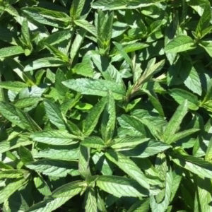 Мята Швейцарская (Швейцарский лимон) Саженец