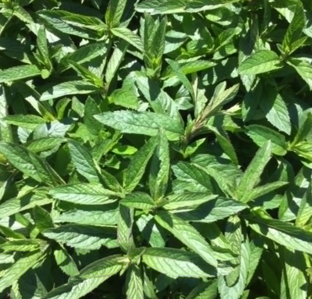 Мята Швейцарская (Швейцарский лимон) Саженец