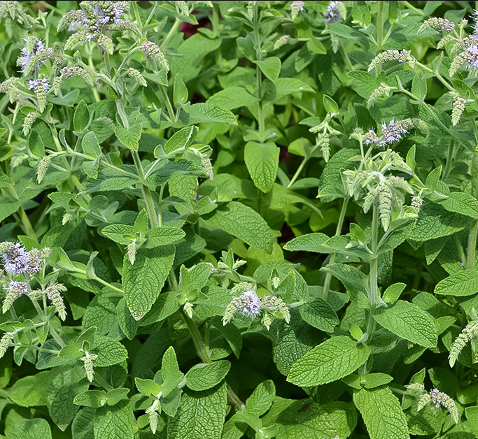 Мята Оксамитова саженец