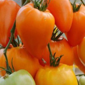 Томат Лискин нос