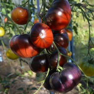 Томат Синий Том (Blue Tom)